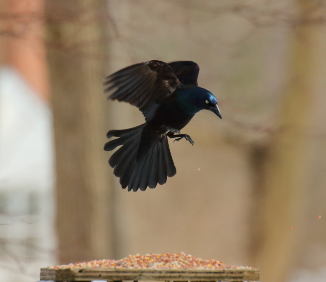 2018 03 23 HTP 02988e